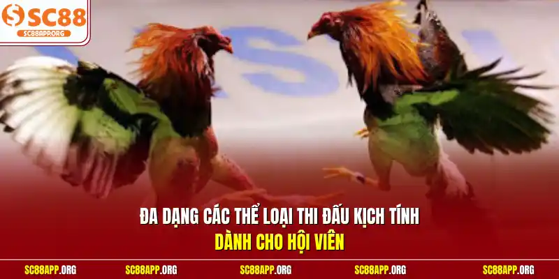 Đa dạng các thể loại thi đấu kịch tính dành cho hội viên