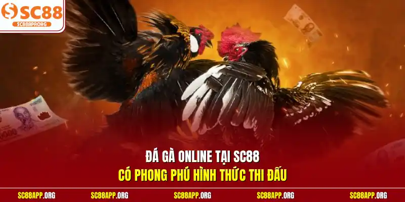 Đá gà online tại SC88 có phong phú hình thức thi đấu