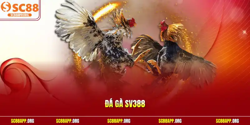 Đá gà SV388