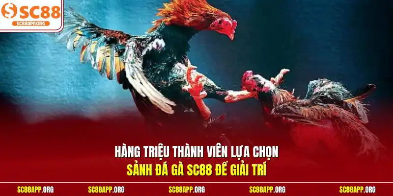 Hàng triệu thành viên lựa chọn sảnh đá gà SC88 để giải trí