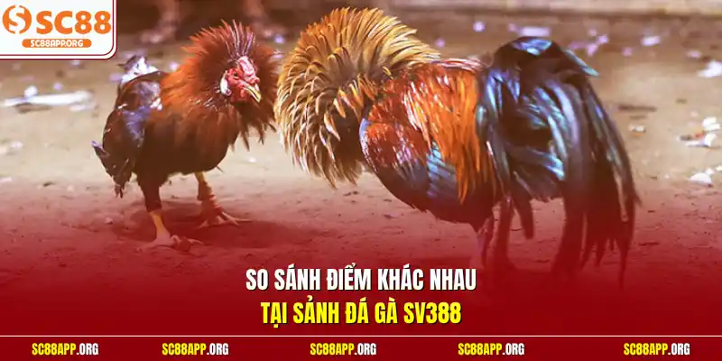 So sánh điểm khác nhau tại sảnh đá gà SV388