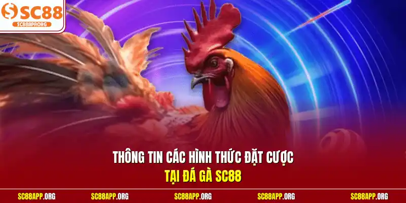 Thông tin các hình thức đặt cược tại đá gà SC88