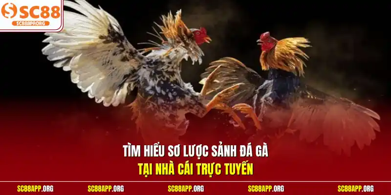 Tìm hiểu sơ lược sảnh đá gà tại nhà cái trực tuyến