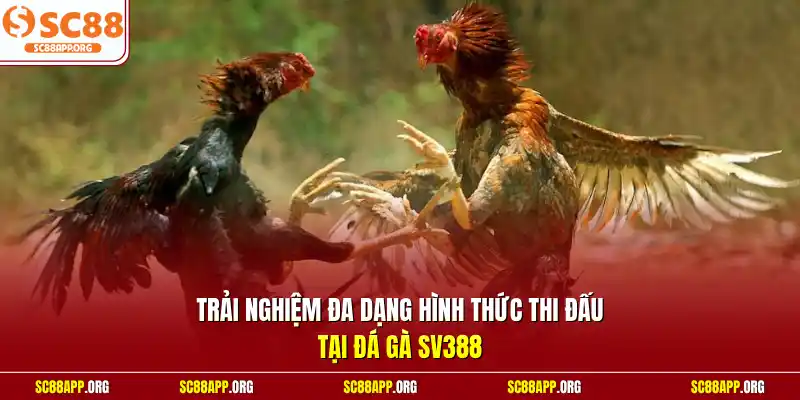 Trải nghiệm đa dạng hình thức thi đấu tại đá gà SV388