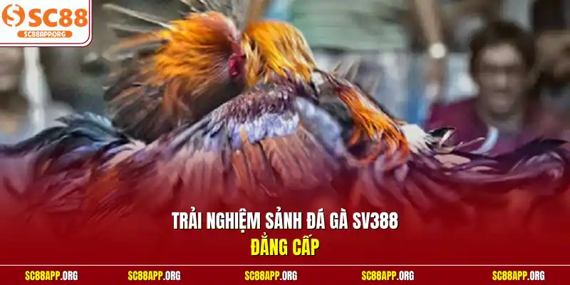 Trải nghiệm sảnh đá gà SV388 đẳng cấp