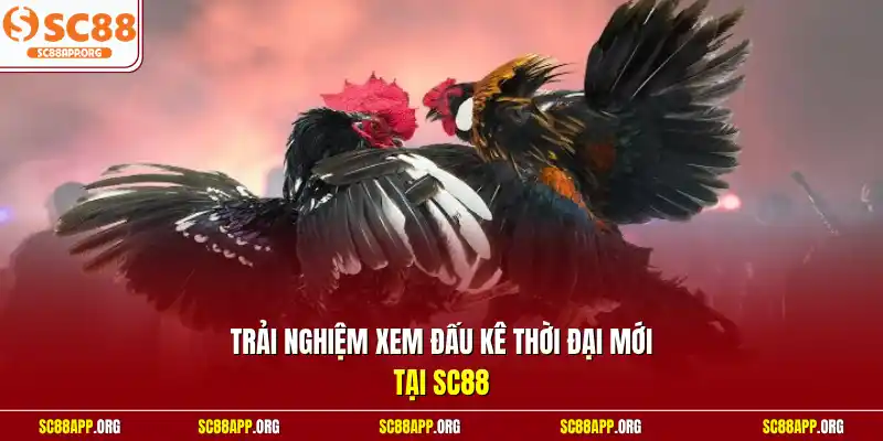 Trải nghiệm xem đấu kê thời đại mới tại SC88